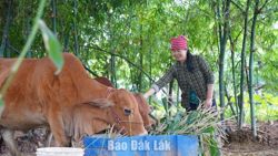 Vượt lên nghịch cảnh nhờ được hỗ trợ sinh kế