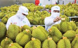 Xuất khẩu nông, lâm, thủy sản 9 tháng đem về 56,3 tỷ USD