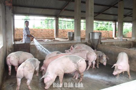 Tăng cường quản lý bảo vệ môi trường trong hoạt động chăn nuôi