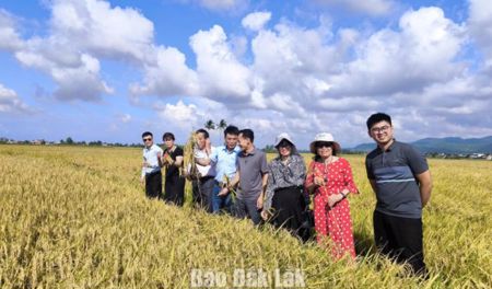 Xã Hòa Mỹ: 9 tháng năm 2026, tổng giá trị sản phẩm đạt hơn 712 tỷ đồng