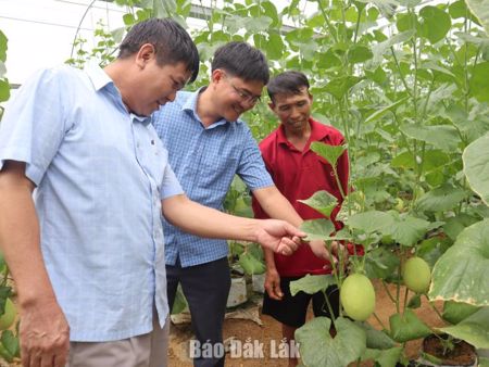 Trồng dưa lưới trong nhà màng hướng sản xuất mới trên đồng đất Ea Riêng
