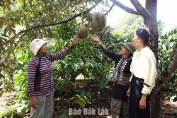 Hiệu quả giảm nghèo ở Ea Phê