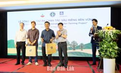 Năng suất sầu riêng tăng hơn 11% nhờ mô hình canh tác bền vững