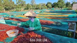 Cà phê Robusta Việt Nam chiếm 9/10 mẫu quốc tế vào Top 20 Global Robusta Awards 2026