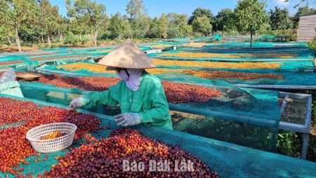 Cà phê Robusta Việt Nam chiếm 9/10 mẫu quốc tế vào Top 20 Global Robusta Awards 2026