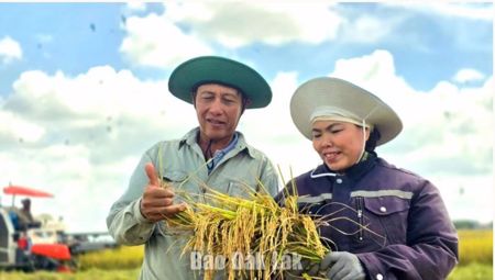 Mùa vàng ở Ea Súp