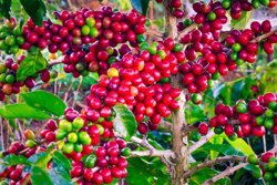 Giá cà phê hôm nay 7/10/2026: Đồng loạt tăng giá, vọt lên 94.400 đồng/kg, thế giới bứt tốc