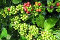 Giá cà phê hôm nay 9/10/2026: Giảm mạnh 1.400 đồng/kg, Robusta lao dốc, Lâm Đồng vẫn có giá cao nhất