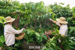 Triển khai kế hoạch hỗ trợ ngành hàng cà phê, cao su thích ứng với Quy định EUDR