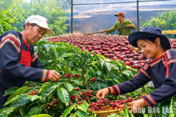 Kiến tạo nền nông nghiệp xanh, môi trường bền vững
