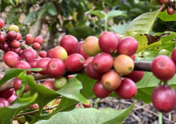 Xuất khẩu cà phê đạt hơn 1 tỷ USD trong tháng đầu năm