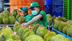 Khởi đầu thuận lợi cho ngành rau quả