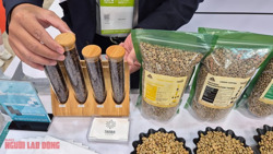 Giá cà phê hôm nay 26-2: Robusta tăng tiếp, Brazil khan hàng