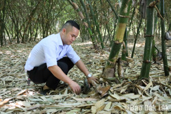 Đánh thức tiềm năng cây tre