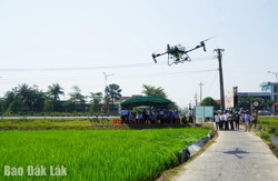 Phường Tuy Hòa trình diễn mô hình cánh đồng mẫu