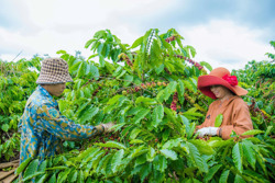 Không thể mãi xuất khẩu cà phê thô