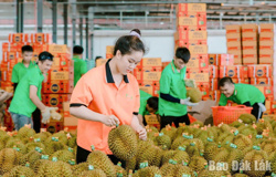 Phát triển sầu riêng minh bạch và bền vững