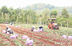 Khoai lang mất mùa, rớt giá