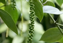 Giá tiêu có thể phục hồi khi nguồn cung suy giảm