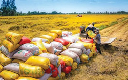Dự báo giá lúa gạo sẽ sớm ổn định