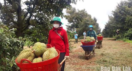 Đắk Lắk có 320 mã vùng trồng xuất khẩu