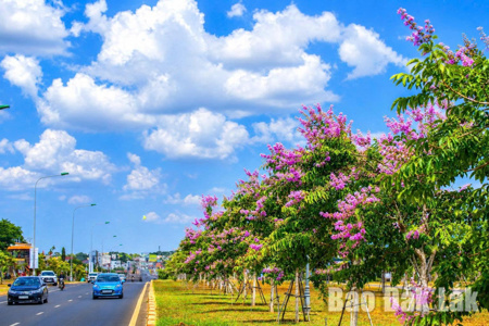 Cao nguyên tím rực bằng lăng