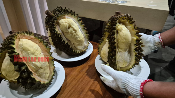 Giá sầu riêng 13-5, nhiều vựa ở Đông Nam Bộ tăng giá thu mua, thị trường vẫn chịu áp lực lớn