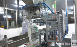 Doanh nghiệp hỗ trợ nông dân thu hoạch mía