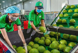 Xuất khẩu rau quả tự tin đạt 10 tỷ USD