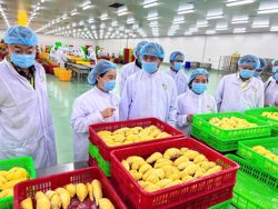 Nông sản Việt thích ứng quy định từ Trung Quốc