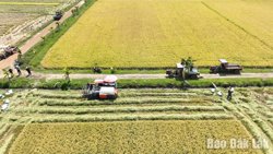 Tìm hướng phát triển bền vững cho cây lúa