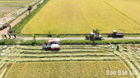 Tìm hướng phát triển bền vững cho cây lúa