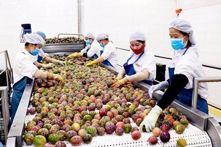 Rau quả chinh phục thị trường khó tính