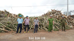 Xã Dliê Ya kiểm tra các cơ sở thu mua củi vườn gây mất an toàn giao thông 