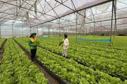 Khơi thông dòng vốn tín dụng cho nông nghiệp xanh và số