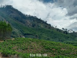Chuyển đổi hơn 2 ha rừng thực hiện Dự án thành phần 3 cao tốc Khánh Hòa - Buôn Ma Thuột