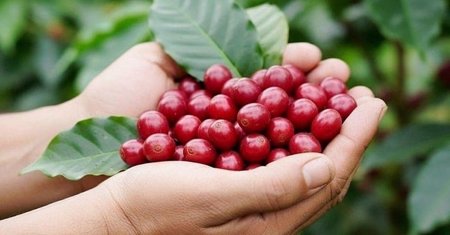Xuất khẩu cà phê Việt Nam 5 tháng đạt 4,23 tỷ USD