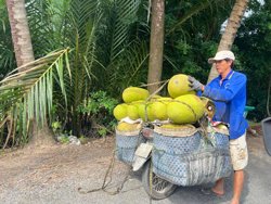 Trái cây lại rơi vào cảnh được mùa mất giá