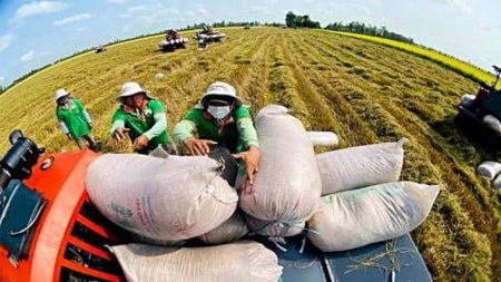 Từ 1/7, địa phương được cấp chứng nhận gạo thơm xuất khẩu