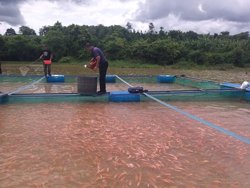 Giữ vững nghề nuôi cá lồng bè nước ngọt trước biến động khí hậu