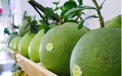 Xuất khẩu rau quả dự báo tăng trưởng tích cực trong quý II và III