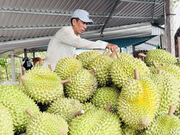 Xuất khẩu rau quả tiếp tục bứt phá