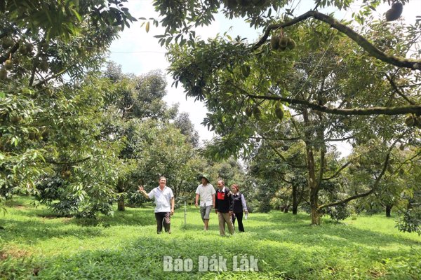 Gieo “hạt giống số” trên vườn sầu riêng Krông Nô