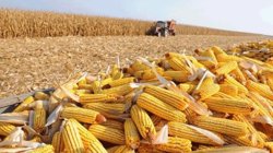 Nhập khẩu nông, lâm, thủy sản tăng gần 12%