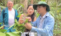 Hiệp hội Chè Việt Nam đánh giá vườn trà cổ núi Hòn Chảo là đặc hữu và quý hiếm