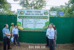 Xã Krông Pắc: Chọn khoảng 200 ha trồng sầu riêng để tổ chức đấu giá sản phẩm tại vườn