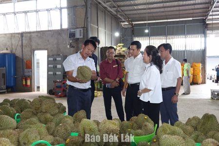 Đắk Lắk đẩy mạnh tuyên truyền phát triển bền vững ngành hàng sầu riêng