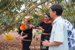 Mở lối cho sầu riêng vươn xa