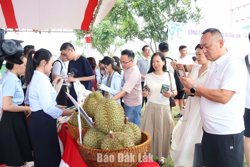 Doanh nghiệp Trung Quốc khảo sát vùng trồng sầu riêng của Dakruco