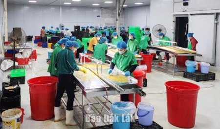 6 hợp tác xã Đắk Lắk được đề xuất tham gia Quỹ Thiện Tâm